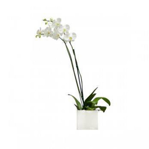 2 White Orchid