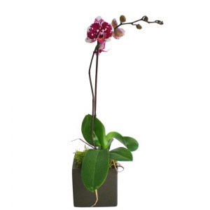 Orchid Phalaenopsis 