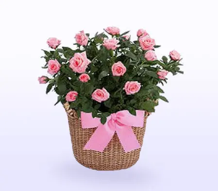 Beauty Romance in Pink