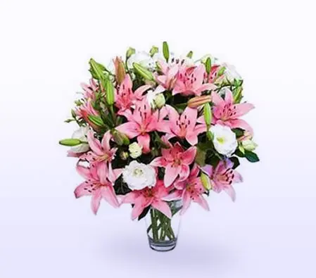 Pink Lily Fascination