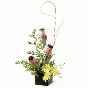 Mink Protea Flowers