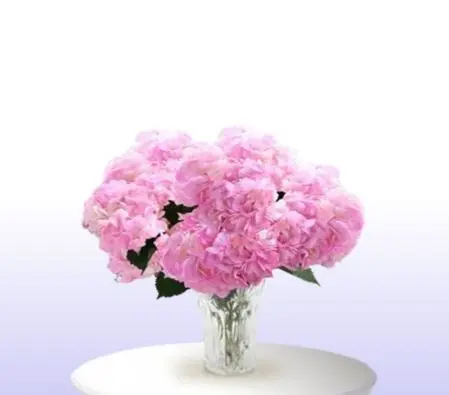Pink Hydrangea 