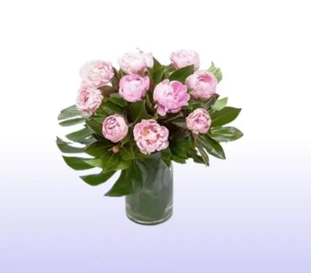 Cute Peonies