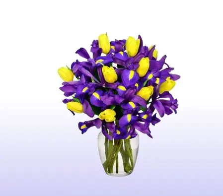 Sunny Tulip and Iris