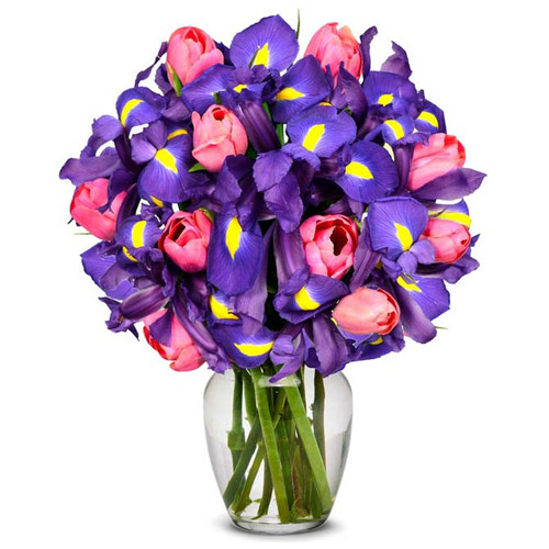 Pink Tulip and Iris