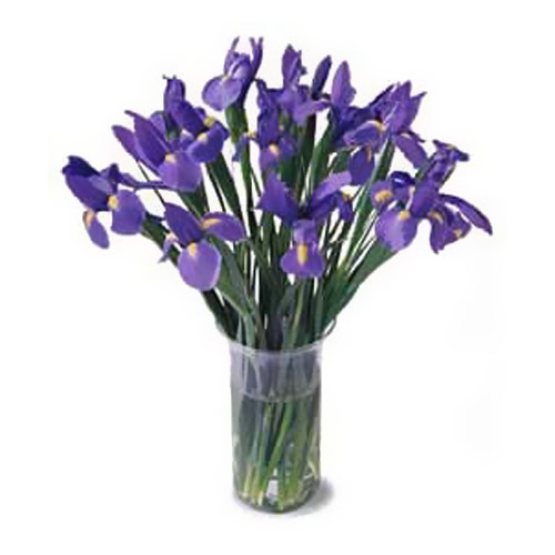 Bunch of Irises