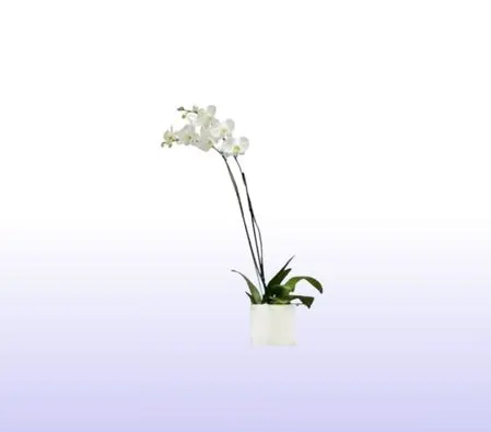 2 White Orchid