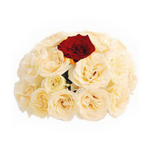 11 White Roses and 1 Red Rose