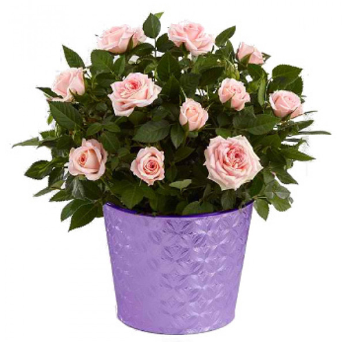 Basket Of Pink Roses