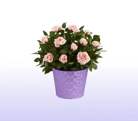 Basket Of Pink Roses