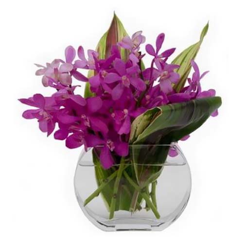 Orchid Idea
