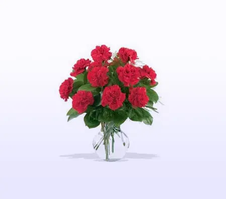 One Dozen Red Carnations