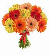Gerberas Bouquet